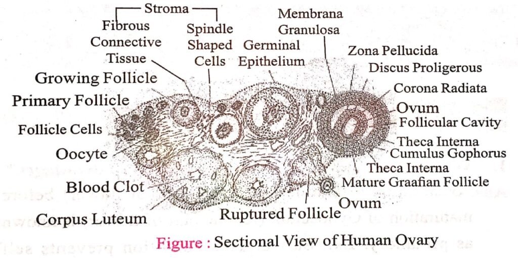 Human Reproduction Chapter 12th Biology Short Long Type Important