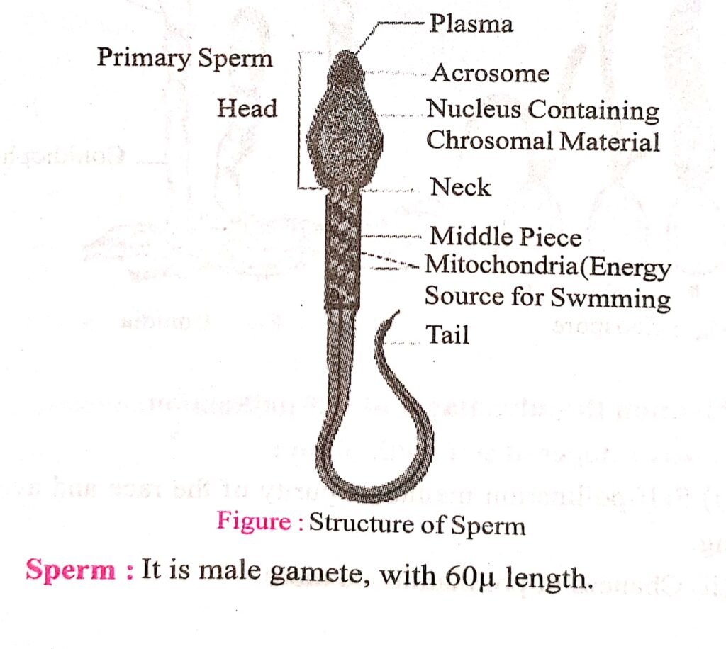 Human Reproduction Chapter 12th Biology Short Long Type Important